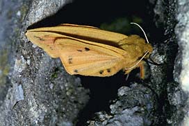 woolly bear moth