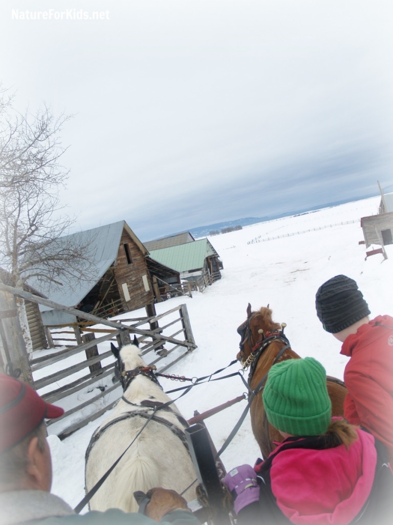 sleigh ride nature for kids 3